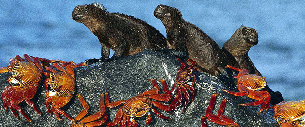 Academic programs in Ecuador