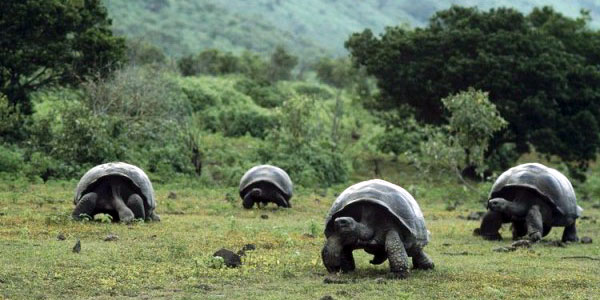 Galapagos Islands FAQs