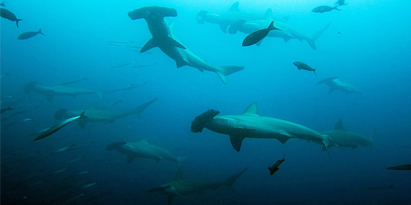 Visiting the Galapagos Islands