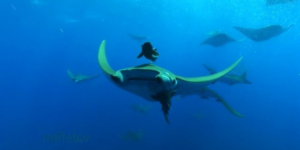 Diving in the Galapagos Islands