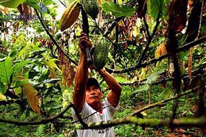 learn about making chocolate from cacao in the Amazon rainforest of Ecuador