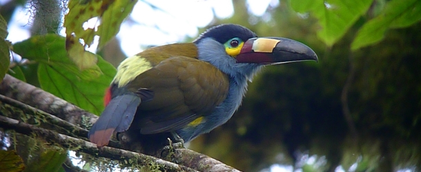 Spanish courses in Mindo cloud forest with an individual Spanish teacher from Yanapuma Spanish School