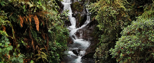 Students explore the cloud forests of Mindo while they complete a Spanish course with Yanapuma