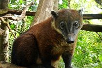 Volunteer in Ecuador at an amimal rescue center